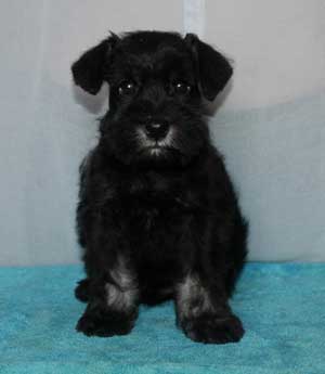 Цвергшнауцер