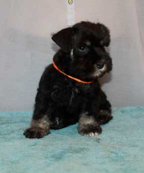 Цвергшнауцер