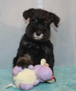 Цвергшнауцер