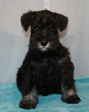 Цвергшнауцер