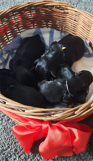 Цвергшнауцер черный с серебром