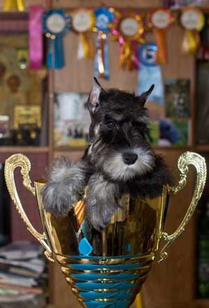 Цвергшнауцер Алгрис