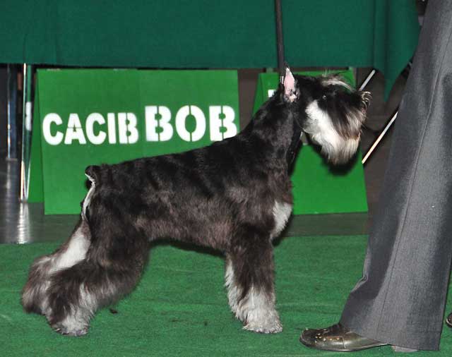 Цвергшнауцер Алгрис